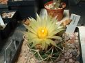 Coryphantha garessii_1